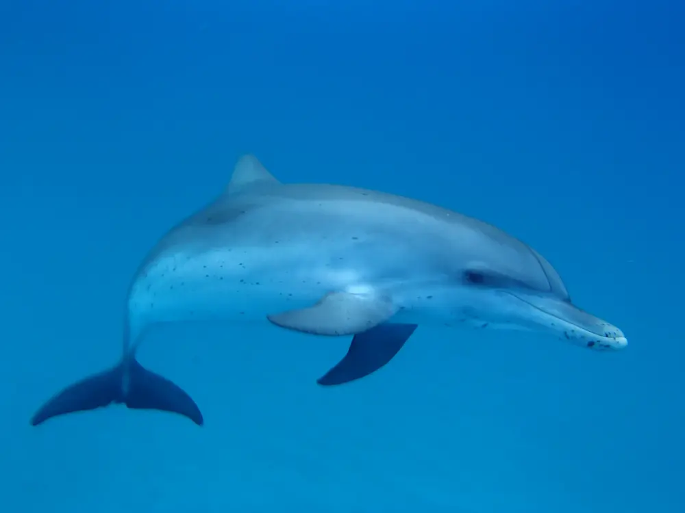 Curious dolphin