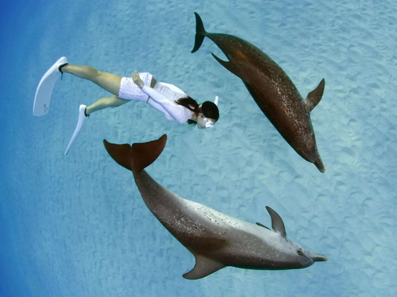 Swimming with dolphins
