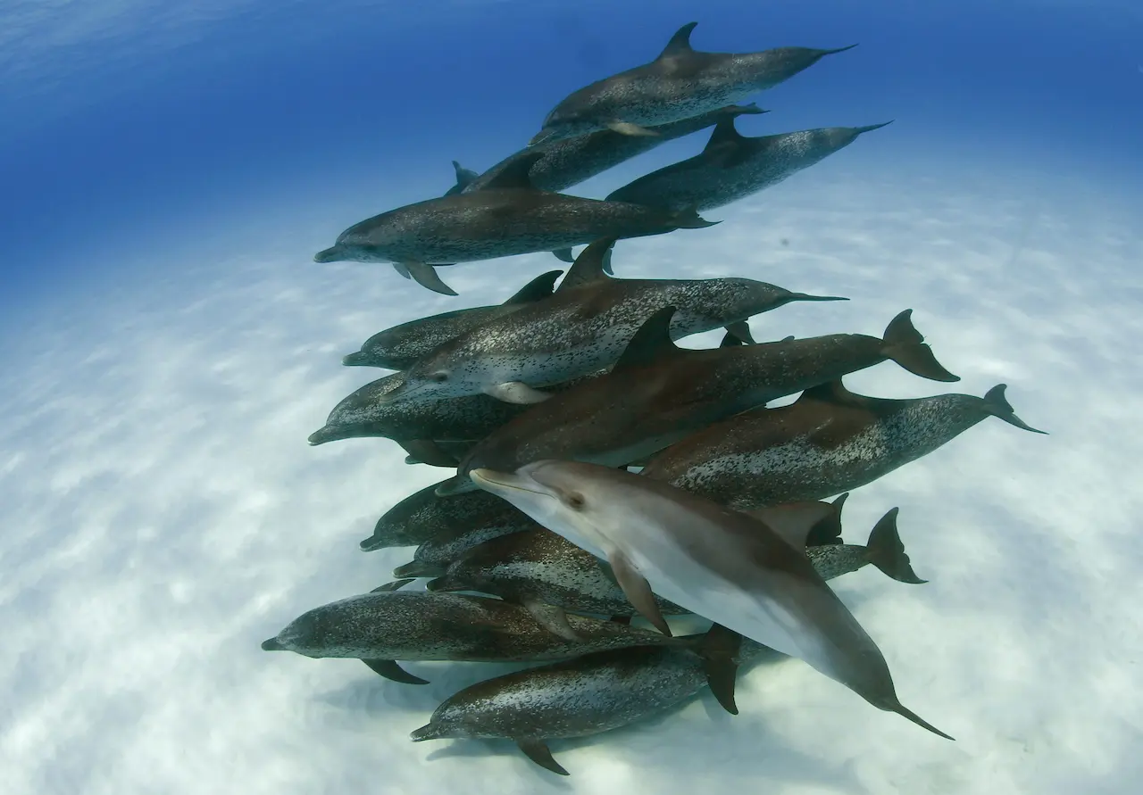 Dolphin group